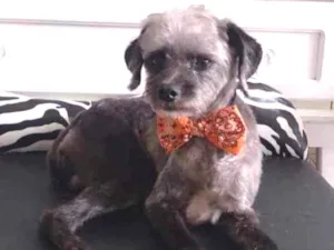 Cachorro raça Mix poodle idade 5 anos nome Theo