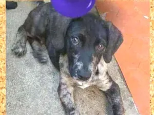 Cachorro raça SRD-ViraLata idade 2 a 6 meses nome Barney