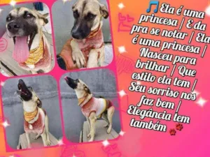 Cachorro raça Srd idade 7 a 11 meses nome Lolla