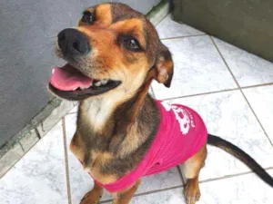 Cachorro raça Srd idade 7 a 11 meses nome Mel