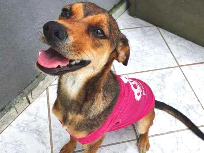 Cachorro raça Srd idade 7 a 11 meses nome Mel