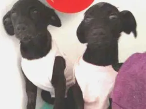 Cachorro raça SRD-ViraLata idade 2 a 6 meses nome Princesa e Lady