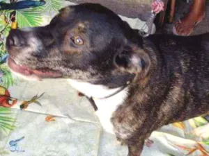 Cachorro raça Srd idade 1 ano nome Fred