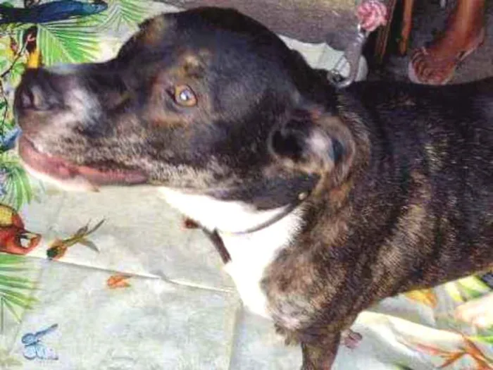 Cachorro raça Srd idade 1 ano nome Fred