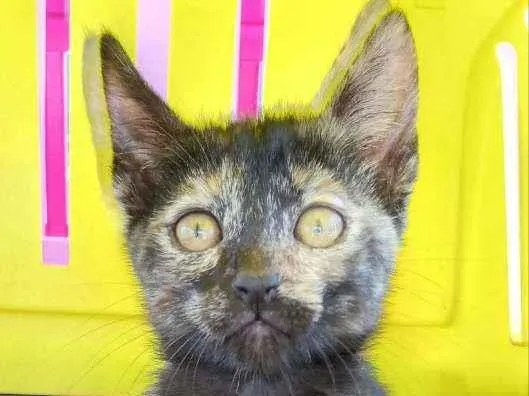 Gato ra a SRD idade 2 a 6 meses nome PARIS