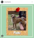 Floki