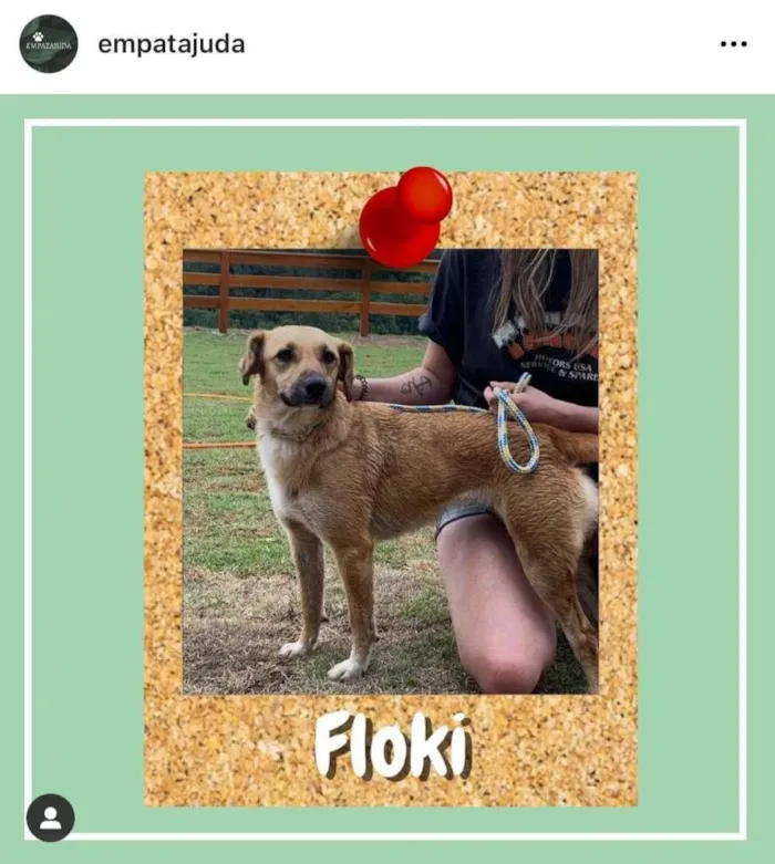 Cachorro ra a SRD-ViraLata idade 3 anos nome Floki