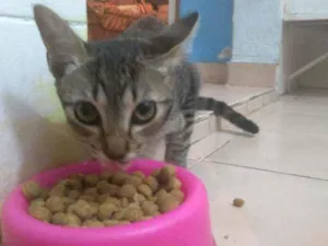 Gato raça Siamês idade 2 a 6 meses nome Malu