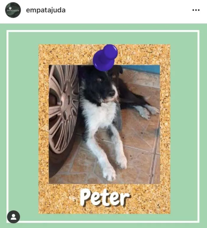 Cachorro ra a SRD-ViraLata idade 3 anos nome Peter