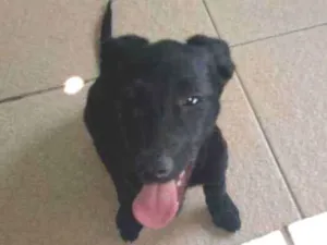 Cachorro raça SRD idade 2 a 6 meses nome Lorena