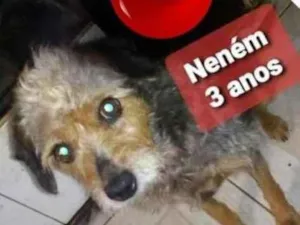Cachorro raça SRD-ViraLata idade 3 anos nome Neném