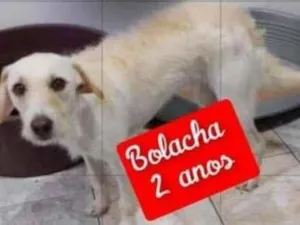 Cachorro raça SRD-ViraLata idade 2 anos nome Bolacha