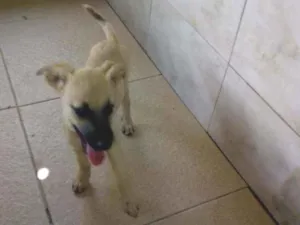 Cachorro raça SRD idade 2 a 6 meses nome Lotus