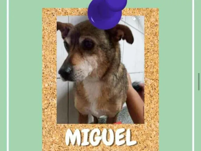 Cachorro ra a SRD-ViraLata idade 6 ou mais anos nome Miguel