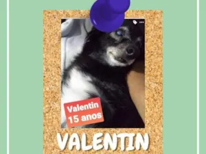 Cachorro raça SRD-ViraLata idade 6 ou mais anos nome Valentin