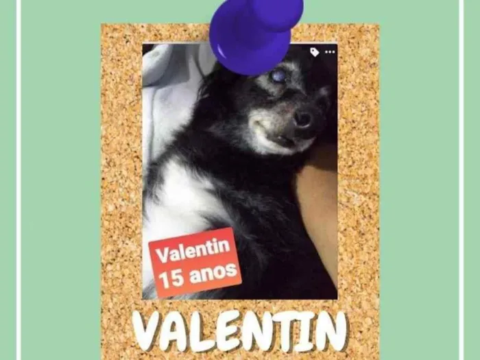 Cachorro ra a SRD-ViraLata idade 6 ou mais anos nome Valentin