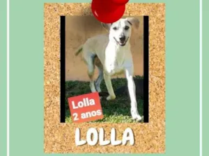 Cachorro raça SRD-ViraLata idade 2 anos nome Lolla