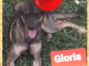 Cachorro raça SRD-ViraLata idade 2 anos nome Gloria