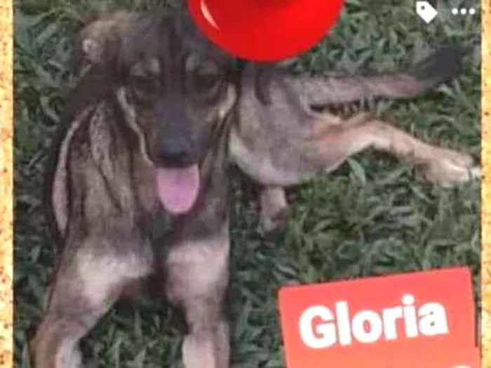 Cachorro ra a SRD-ViraLata idade 2 anos nome Gloria