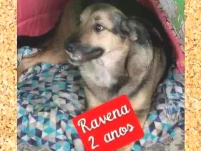 Cachorro ra a SRD-ViraLata idade 2 anos nome Ravena