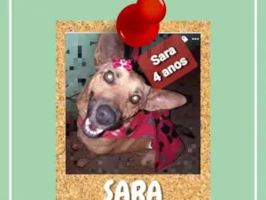 Cachorro raça SRD-ViraLata idade 4 anos nome Sara