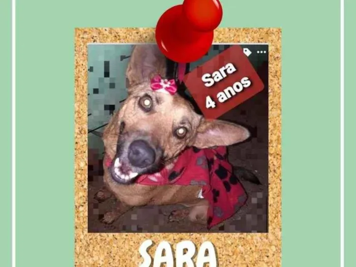 Cachorro ra a SRD-ViraLata idade 4 anos nome Sara