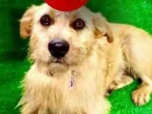 Cachorro raça SRD-ViraLata idade 2 anos nome Jade