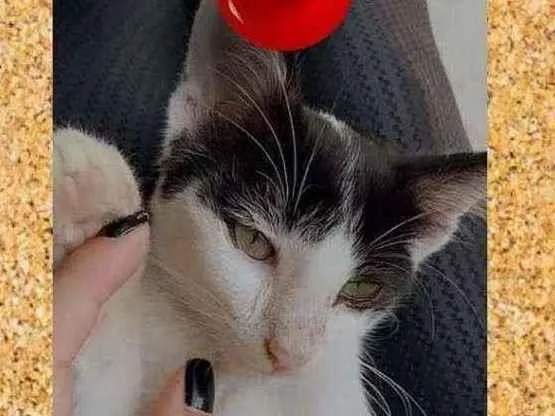 Gato ra a SRD-ViraLata idade 2 a 6 meses nome Chanel