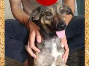 Cachorro raça SRD-ViraLata idade 2 a 6 meses nome Mila