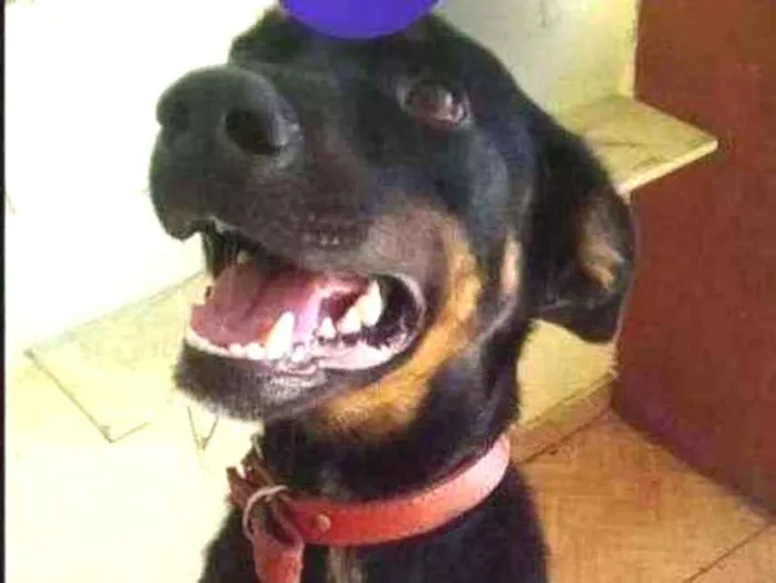 Cachorro ra a SRD-ViraLata idade 3 anos nome Duke