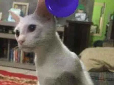 Gato ra a SRD-ViraLata idade 2 a 6 meses nome Costelinha