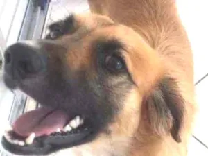 Cachorro raça SRD-ViraLata idade 1 ano nome Scooby