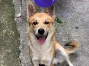 Cachorro raça SRD-ViraLata idade 3 anos nome Ted