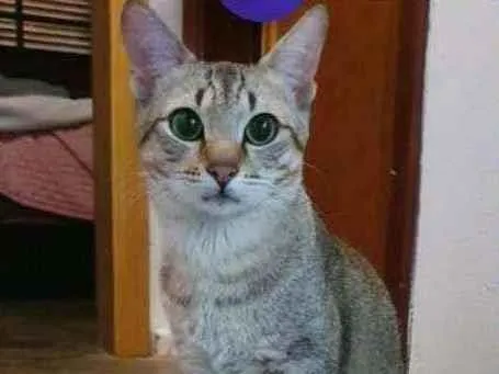 Gato ra a SRD-ViraLata idade 7 a 11 meses nome Sardinha