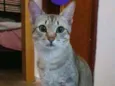 Sardinha