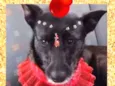 Mocinha