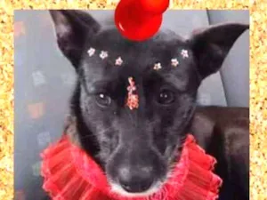 Cachorro raça SRD-ViraLata idade 3 anos nome Mocinha