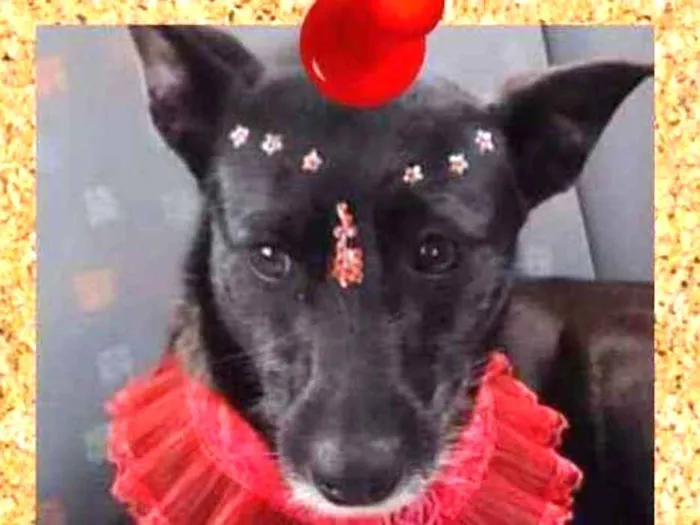 Cachorro ra a SRD-ViraLata idade 3 anos nome Mocinha