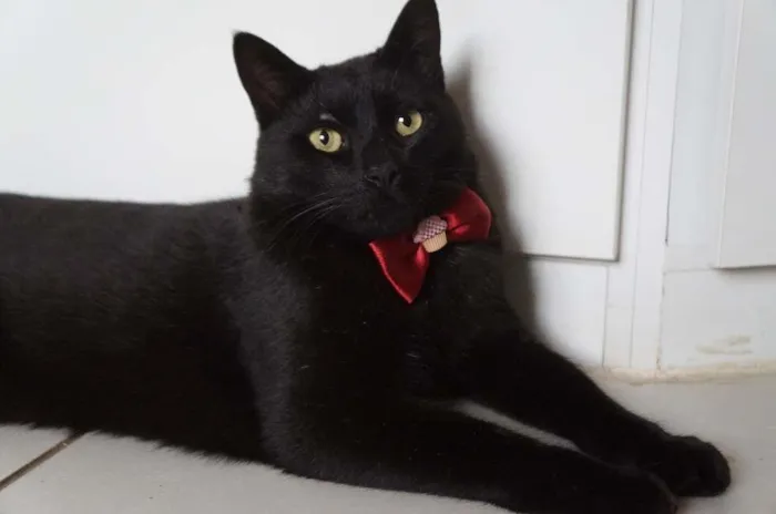 Gato ra a SRD-ViraLata idade 3 anos nome Tim