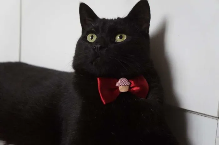 Gato ra a SRD-ViraLata idade 3 anos nome Tim