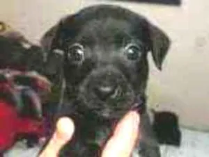 Cachorro raça SRD-ViraLata idade 2 a 6 meses nome Bily