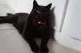 Tim