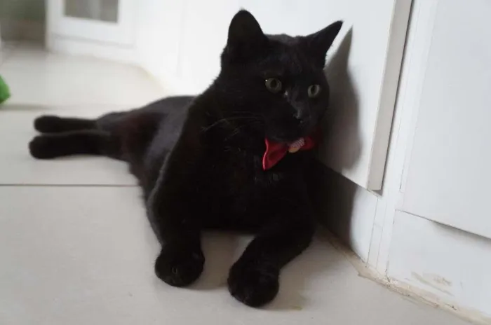 Gato ra a SRD-ViraLata idade 3 anos nome Tim