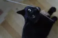 Tim