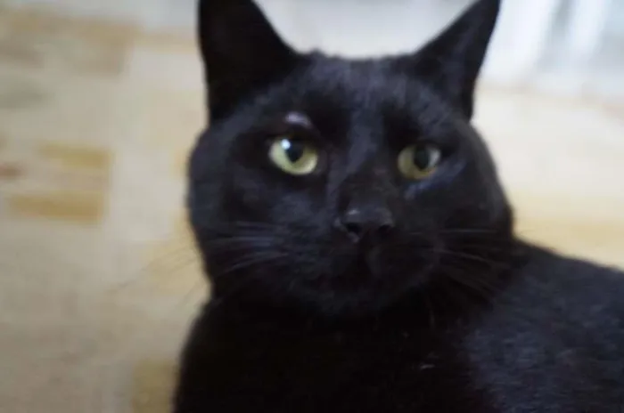 Gato ra a SRD-ViraLata idade 3 anos nome Tim