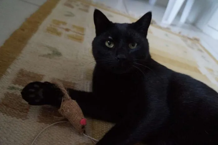 Gato ra a SRD-ViraLata idade 3 anos nome Tim