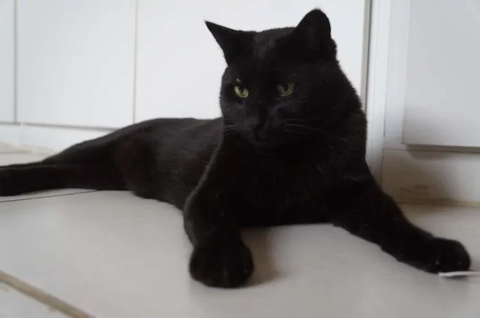 Gato ra a SRD-ViraLata idade 3 anos nome Tim
