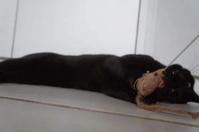 Gato ra a SRD-ViraLata idade 3 anos nome Tim
