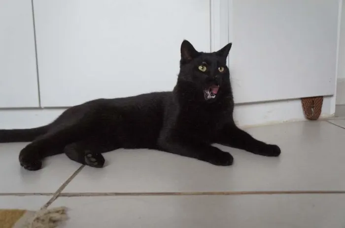 Gato ra a SRD-ViraLata idade 3 anos nome Tim