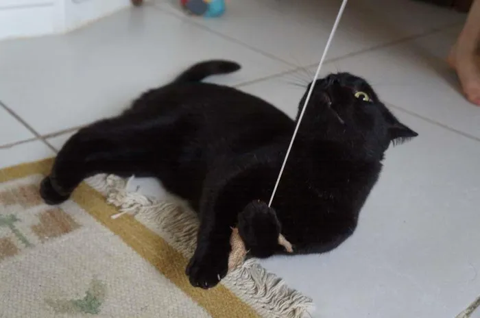 Gato ra a SRD-ViraLata idade 3 anos nome Tim
